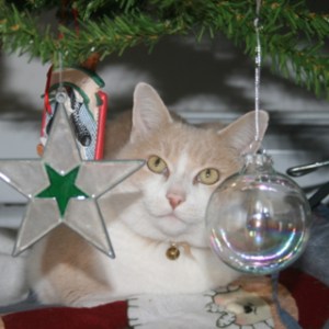 In Brief Legal Writing Services  owner Alexandra Bogdanovic's cat, Eli. 