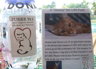 Please take the "chance" to help this little guy.