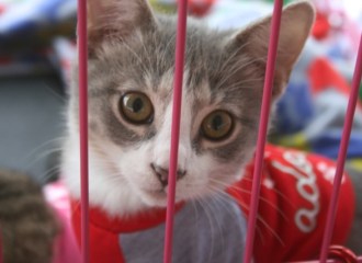 Cute Kitten, courtesy of FURRR 911. Photo by A. Bogdanovic