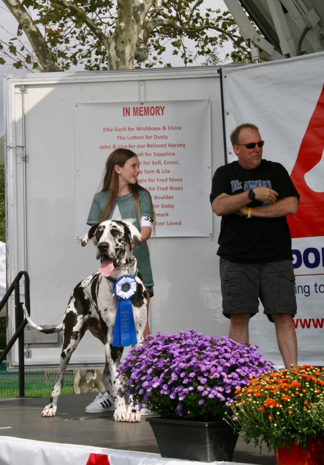 Great Dane wins Best Lap Dog contest at Puttin' on the Dog.