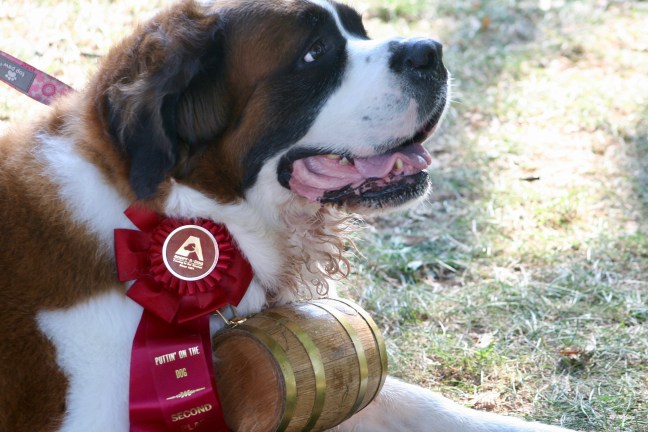 Runner-up in one of the contests at the 30th annual Puttin' on the Dog festival.